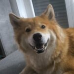 Bürohund